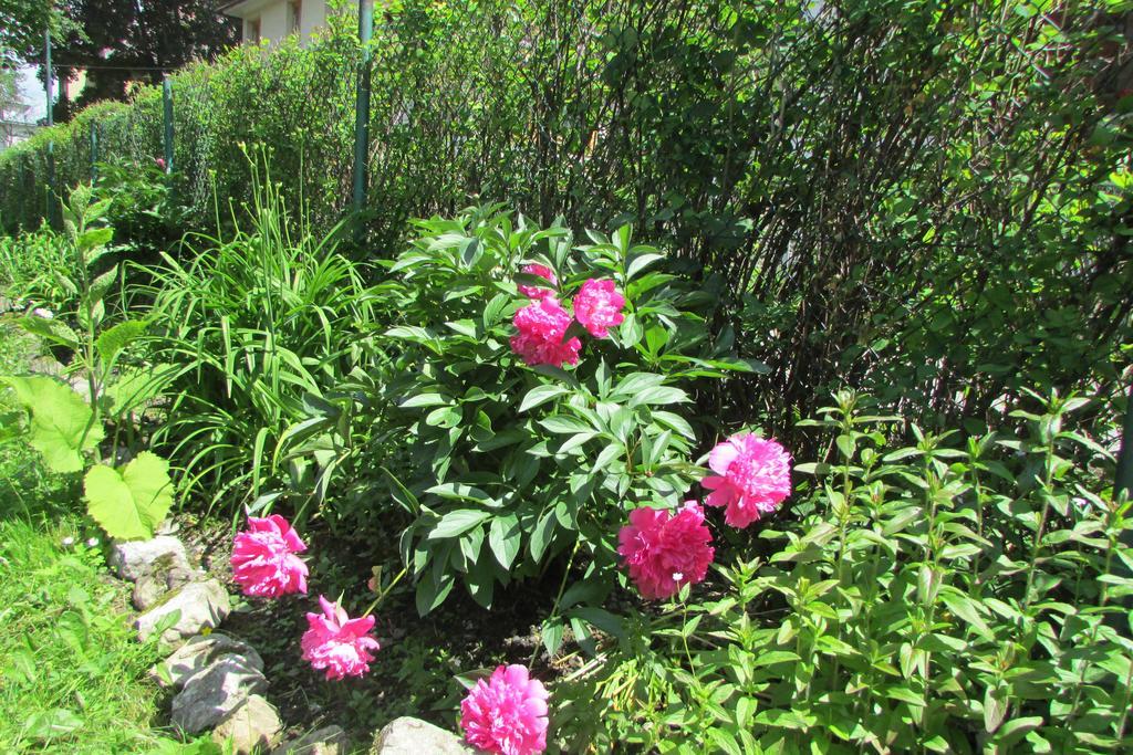 Willa Dewajtis Bed & Breakfast Zakopane Exterior photo